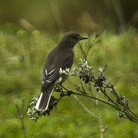 White-tailed Shrike-Tyrant